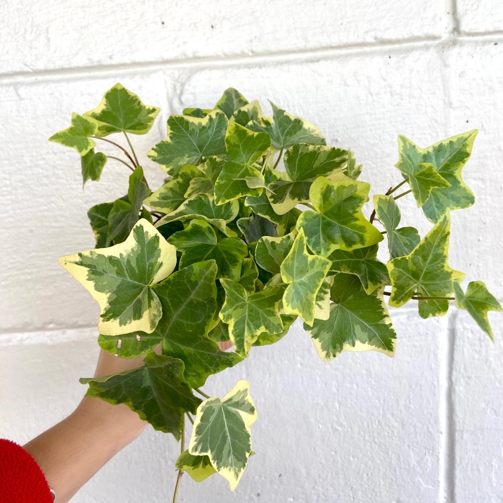 Golden baby ivy 🌿💚